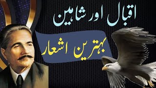 Iqbal's Poetry About Shaheen | Allama Iqbal Urdu Poetry | Motivational Poetry