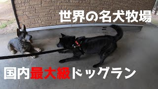 【世界の名犬牧場】国内最大級のドッグランに遠征【甲斐犬】