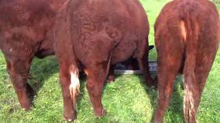 Red Ruby Devon Starter Herd