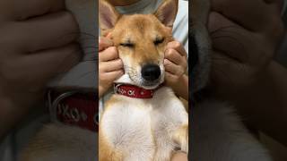 むぎちゃんに顔のマッサージをしました #shorts #shiba #柴犬