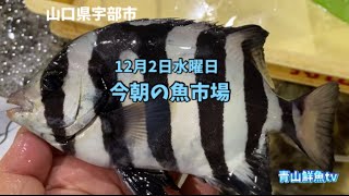 【魚市場】【特大天然タイ】今朝の魚市場12月2日水曜日の水揚げ状況！