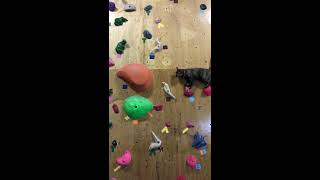 Lalah the climbing kitty at bouldering gym BOULBAKA2 / ボルバカ2 ララ店長