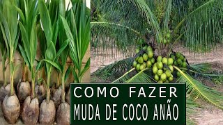 Como fazer muda de coco sem errar