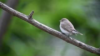 ニシオジロビタキ Red-breasted flycatcher