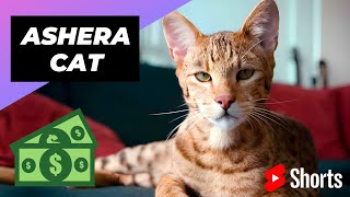 Ashera Cat 🐱 The Most Expensive Cat In The World #shorts #ashera #expensivecat