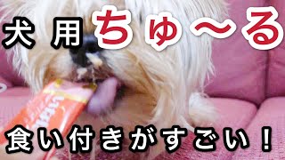 犬用ちゅーるをあげたらとんでもない食い付き方だった【うに】