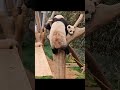 爱宝爬树也是姜爷爷教的吧 에버랜드 愛寶樂園 fubao everland 大熊貓 강바오 giantpanda