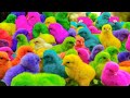 World Cute Chickens, Colorful Chickens, Rainbows Chickens, Cute Ducks, Cat, Rabbits,Cute Animals🐤🐣🦆🐟