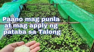 Paano mag punla ng talong without Seedling Tray/Tamang pag lalagay ng Pataba sa punlang Talong