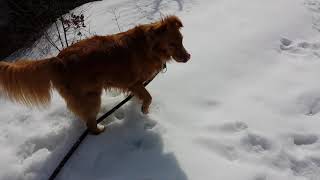 Toller Runo on a snow