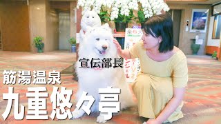 日本一の看板犬と温泉紹介《温泉モデルしずかちゃん》 hot springs｜ONSEN JAPAN