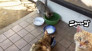 ニャーゴも子猫の面倒を見てるみたい。【亀山ダム野良猫ファミリー】