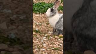 A rabbit in hydrousa no so afraid of people #exploreathens #greece #hydrousa #nature #greek