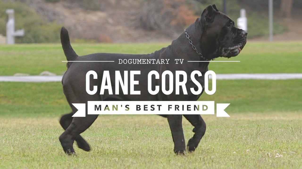CANE CORSO: MAN'S BEST FRIEND