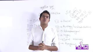 04. Cranial Nerves | করোটিক স্নায়ু | OnnoRokom Pathshala