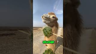 Camels Love to Eat Cactus!!! #widlife #animals #shorts