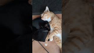 Best friends! இனிமையான வேடிக்கையான பூனைகள்! 😃😺🖤🧡 #cat  #cute #funny