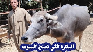 معقولة شابه جاموس بكرية وراها دكر وفيها اللبن ده كله.