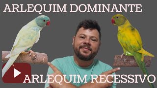 ARLEQUIM DOMINANTE VERSOS ARLEQUIM RECESSIVO .