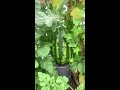 we tried growing a watermelon in the uk 🍉