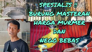 SPESIALIS !! Burung masteran harga murmer dan nego bebas