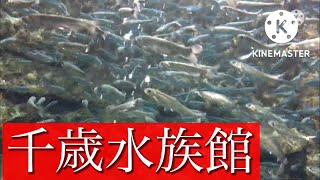 千歳水族館に行ってみた！