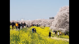 埼玉県桜の名所ランキングベスト3の熊谷の桜と、隠れ名所吉見町の桜を満喫。そして、楽園のような桜と菜の花が咲き乱れる丘の上のカフェを堪能。～荒サイのサクラの名所を巡る巡るロードバイクでロングライド～