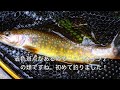 大学生渓流釣り日記。 尺上ヤマメ 岩手県 閉伊川水系 本流 fishing in iwate japan