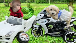 Baby Monkey Bim Bim Camión roto mientras cosecha fruta y recibe ayuda de un cachorro
