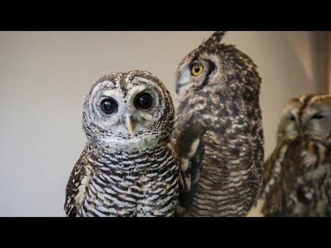 What does it mean when owls dance?