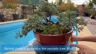 Bonsai project: Juniperus Horizontalis Icee Blue