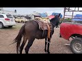 plaza ganadera amayucan de Morelos ganado económico