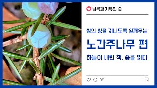 하늘이 내린 책, 숲을 읽다(삶의 향을 지니도록 일깨우는 나무 - 노간주나무 편)