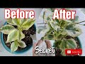 Proper way to quickly grow bougainvillea cuttings Sulfate Fertilizer