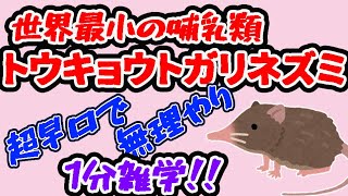 【1分雑学】世界最小の哺乳類トウキョウトガリネズミは小さくて可愛いいけど東京にもいなければネズミでもない