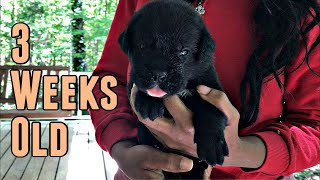 Cane Corso puppy development at 3-weeks old