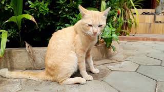 The best fan of everyone Mr Noll friendly cat in pagoda