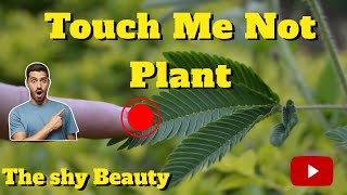 Touch me Not Plant l Shy Plant l Mimosa pudica l Action Plant l Sleepy Plant l Swamy Documentary