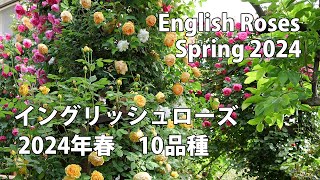 【4K】イングリッシュローズ10品種　David Austin's English Roses　2024年春　Spring 2024　#イングリッシュローズ #EnglishRose  #02memo