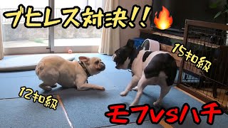 【ブヒレス】長男ハチvs次男モフ　ついに実現!!