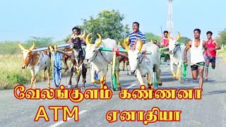 சின்னமாடு சூரங்குடி 18.01.2023