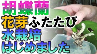 胡蝶蘭 2回目の花芽分化 ・水栽培始めました。