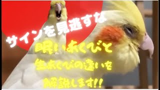 繰り返しの生あくびは病気のサインです！【オカメインコのきなこ】