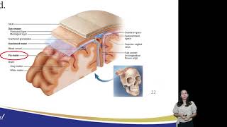 Anatomy S20 (Nervous system)