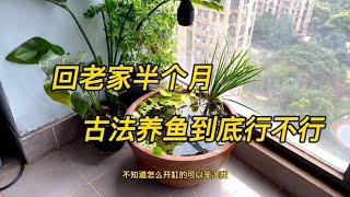 古法养鱼就是省心，回老家半个月状态依然很好