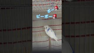 小さな救命士ぴっちゃんです🚑横浜市消防局 が大好きなぴっちゃんです🐦#セキセイインコ #ピーポー