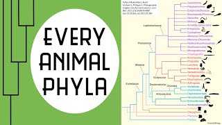 Every Animal Phyla (Every Everything)