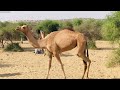 the camel is trying to pull its partner down camel camels camelvideo جمل الجمال الابل