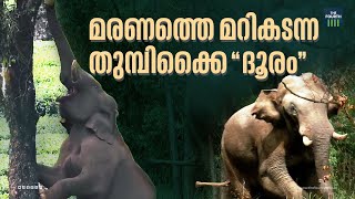 മരണത്തെ മറികടന്ന തുമ്പിക്കൈ “ദൂരം | Chakka Komban | Wild Animal