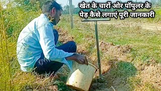 खेत के चारों ओर पॉपुलर के पेड़ कैसे लगाएं पूरी जानकारी /popular ki kheti /😱 popular tree farming